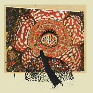 Cover of vinyl record RAINBOW DE NUIT by artist 
